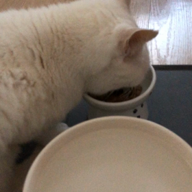 お迎えして３ヶ月が経ちましたの画像