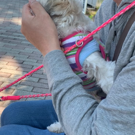 動くものを追いかけたくなる。の画像