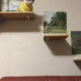 休校で、久しぶりボディーバランスへ。デール又？笑。の画像