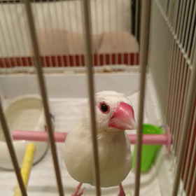 換羽期は長いの画像