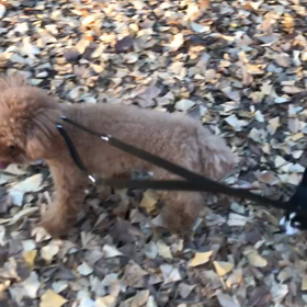 ♪お散歩動画♪代々木公園♪の画像