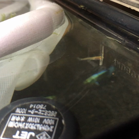 生まれましたの画像