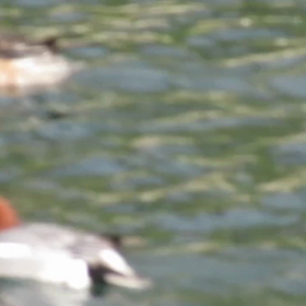 すぎぴたんの事件簿　シーズン２　１４２話（カモーーンヌ）の画像