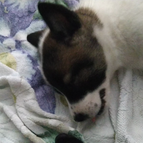 ディラン兄さんと海の画像