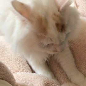 シロちゃん、どした⁉️の画像