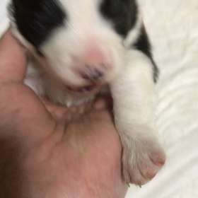 お問い合わせ 女の子の画像