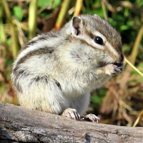 *日本ワーホリ*Day65　動画☆りすの家⑤ ʕ•ﻌ•`ʔฅの画像
