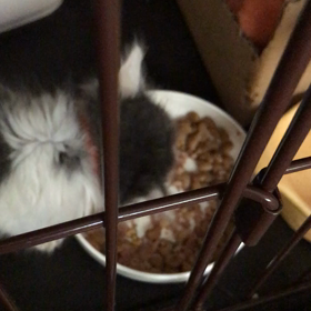 ゴマちゃん、こうやくんの画像