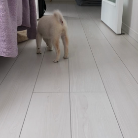 小さいのにの画像