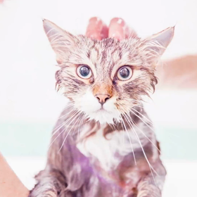 福島県動物愛護センターでお話しをお聞きしました。の画像