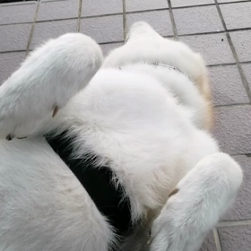 今朝も平和に元気で、散歩敢行。いつもの朝だったのに、Jアラート発令で嫌な雰囲気、何年かぶりの太平の画像