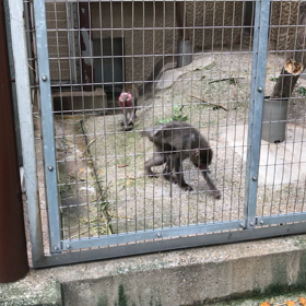上野動物園の画像