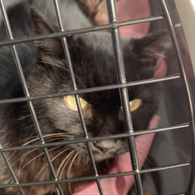 にゅうとんの検査の画像