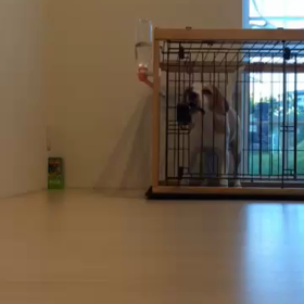 NICOが、、、(^◇^;)の画像