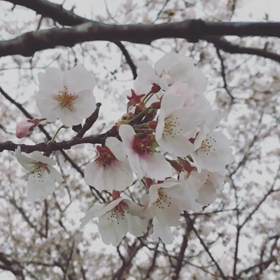 Cherry blossoms swaying in the windの画像