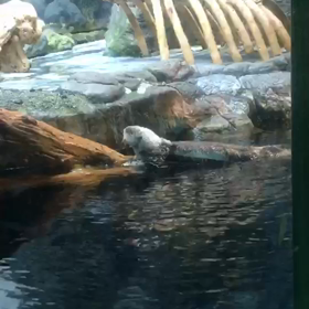 海遊館のラッコ パタの画像