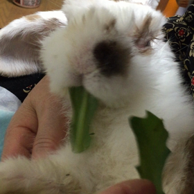 ゆっくりゆっくりの画像