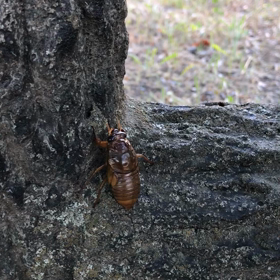 セミ∑(ﾟДﾟ)の画像