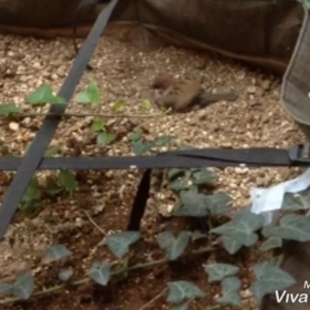 スズメのひと休みの画像