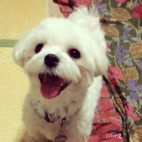 誕生日プレゼントであそぼう╭( ′ꈊੁ‵ )و ̑̑の画像