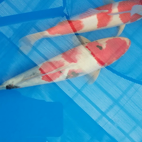 べつわくの画像