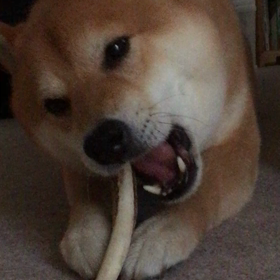 柴犬楓くん、ハンターからの贈り物の画像