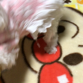 ガウガウと遊んじゃうよの画像