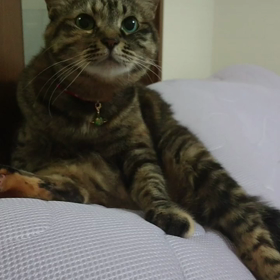 (=ﾟωﾟ=)♥️の画像