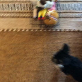 今朝のワズ！（ウチにきて27日目）の画像