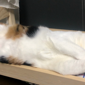 夜の毛づくろいの画像