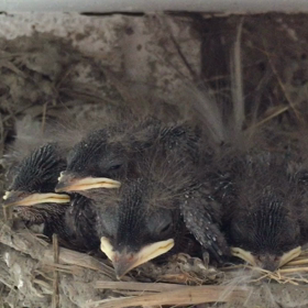 ツバメの巣⑧の画像