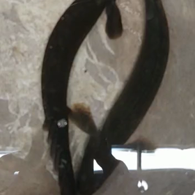 黒変ビキールラプラディ追加輸入！！あと1匹！の画像