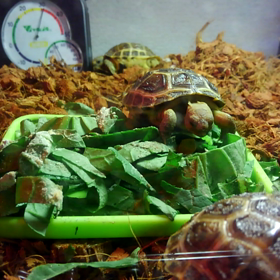 いま、ものすごく癒される動画の画像