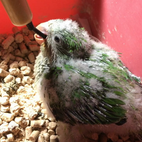 オキナインコ 晩御飯の画像