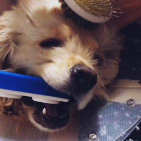 トラがブラシされてるだけの動画。の画像