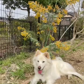 ひらひらの画像