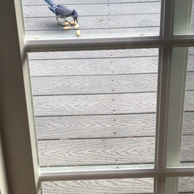 どこから来るの？アライグマの画像