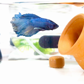 ナイト君甘えるように泳ぐの画像