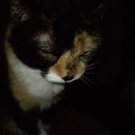 私は生きるよの画像