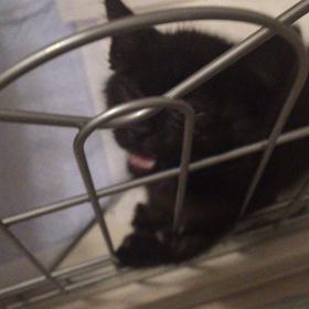 またか…の画像