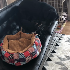 ライオンvs犬の画像