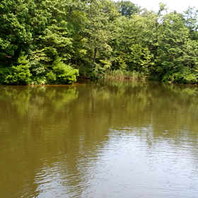 新しい池の画像