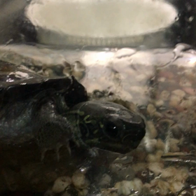 うちのカメの画像