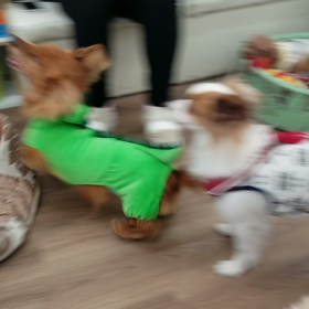 保護犬カフェ寺田町の画像