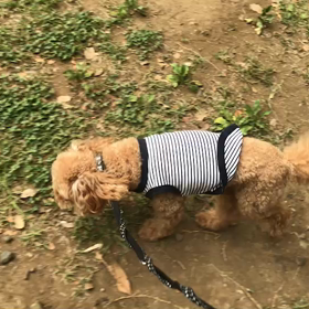 ♪お散歩動画♪代々木公園♪の画像