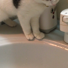 つかみたいけどの画像