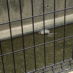 本日の水路の画像