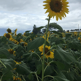 ひまわりの画像