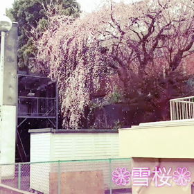 雪でしたね〜の画像