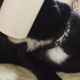 そんなにコロコロ好きなの？の画像